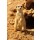 Hady Khandani, MEERCAT 1