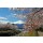Leinwandbild, H. Khandani, MOUNT FUJI - CHERRY BLOSSOM 