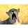 Hady Khandani, YAWNING LIONESS