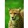 Hady Khandani, CHEETAH 2