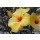 Hady Khandani, COLORSPOT - YELLOW HIBISCUS