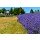 Hady Khandani, LAVENDER FARM - OLYMPPIC PENINSULA - USA 3