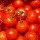 Hady Khandani, TOMATOES SQUARE