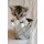 Henry Sterzik, Cat 3