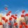Hilary Mayes, Poppy Meadow I
