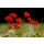 Rolf Fischer, Roter Klatschmohn im Kornfeld