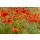 Rolf Fischer, Klatschmohn und Kornblumen auf der Wiese