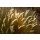 Peter Hillert, Mowani Light