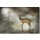 Michiel Visser, Young Deer