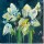 Verena Mayer, Amaryllis