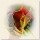 Matthias Baumann, Rose