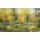 Igor Priscepa, AUTUMN WAY I