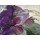 Ingeborg Dreyer, Clematis