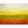 Jane Morten, A Field of Marigolds
