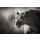 JOHAN SWANEPOEL, Lioness stalking
