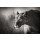 JOHAN SWANEPOEL, Lioness stalking