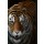 Jutta Plath, Tiger