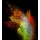 Kesu, launched colorful powder