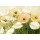Elisabeth Krobs, Tender Poppies