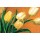 Elisabeth Krobs, Tulipa Nova