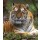kyslynskyy, Amur Tiger in the summer
