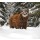 kyslynskyy, Brown bear