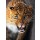 kyslynskyy, Leopard