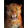 kyslynskyy, Leopard