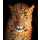 kyslynskyy, Leopard