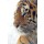 kyslynskyy, Tiger