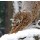 kyslynskyy, Winter Lynx