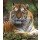 kyslynskyy, Amur Tiger in the summer