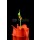Lennart Surmann, Watersculpture