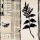Marie Madeleine Noiseux, Acacia