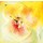 Marta Peuckert, Yellow Bloom