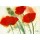 Marthe, Coquelicots au vent I