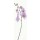 Katja Marzahn, PINK ORCHID