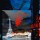 Mereditt.f, Paris Moulin Rouge
