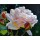 Michael Schuh, Buds
