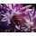 Michael Schuh, Dueling Dahlias