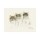 Dede Moser, Cats Of Distinction III