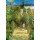 Claude Monet, Artist \'s Garden at Vetheuil
