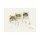 Dede Moser, Cats Of Distinction III