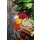 Natalia Klenova, Spices and herbs