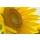 Natalia Klenova, sunflower