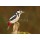 natureimmortal, Greater spotted woodpecker on mossy branch