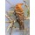 natureimmortal, Hoopoe