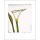 Nicolas Le Beuan Bénic, Arum, 2003