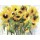 Christa Ohland, Sonnenblumenfeld