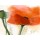 Gerd Pflumm, Faszination Mohn III